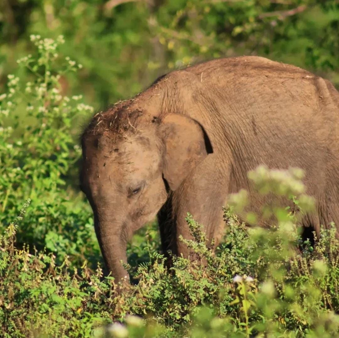 Full Day Safari
