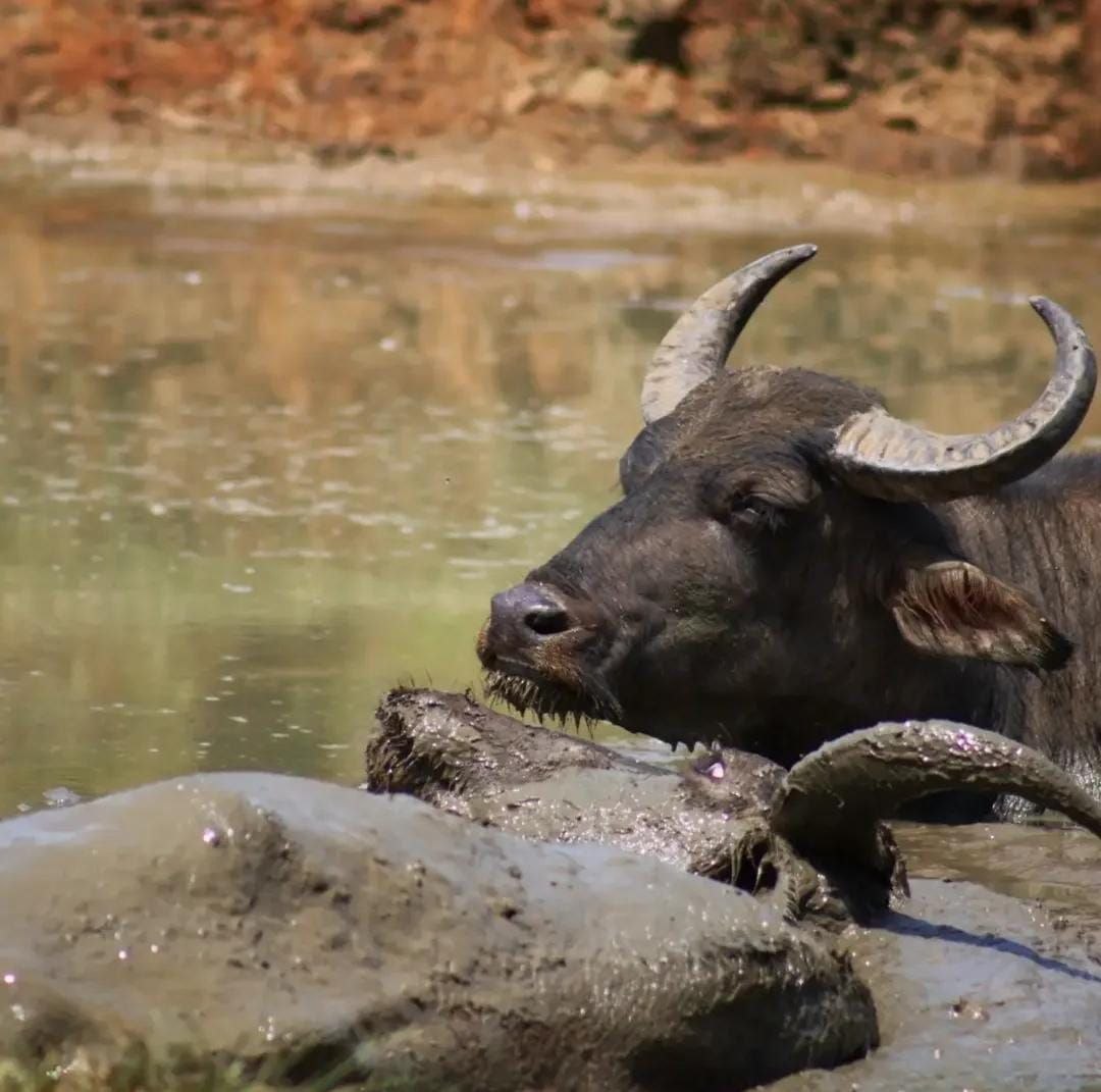 5 Hours Safari