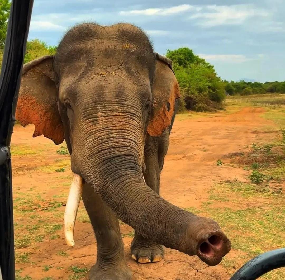 elephant udawalawe